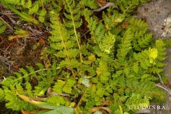 Woodsia ilvensis (L.) R. Br. 2.Image