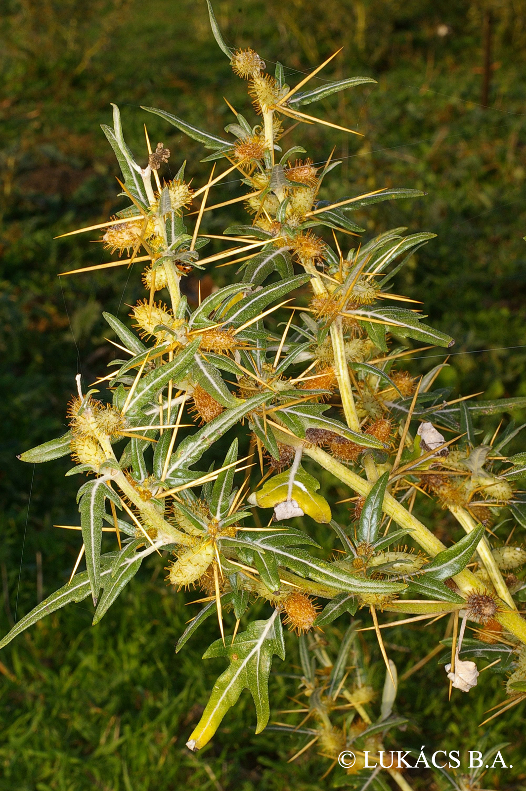 Xanthium italicum agg.