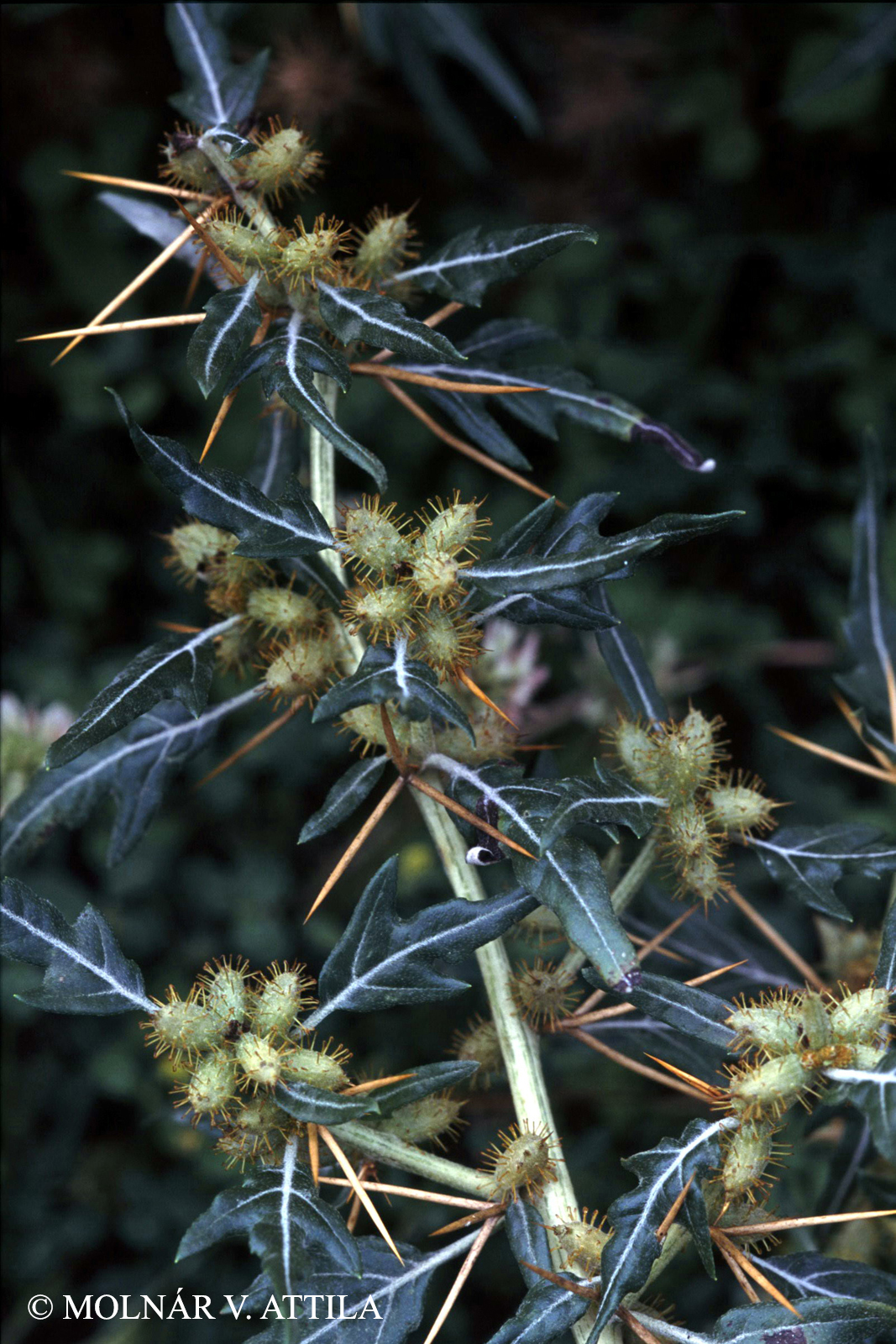 Xanthium spinosum L.