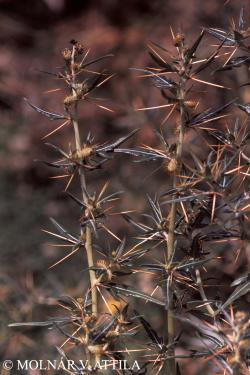 Xanthium spinosum L. 2.Kép