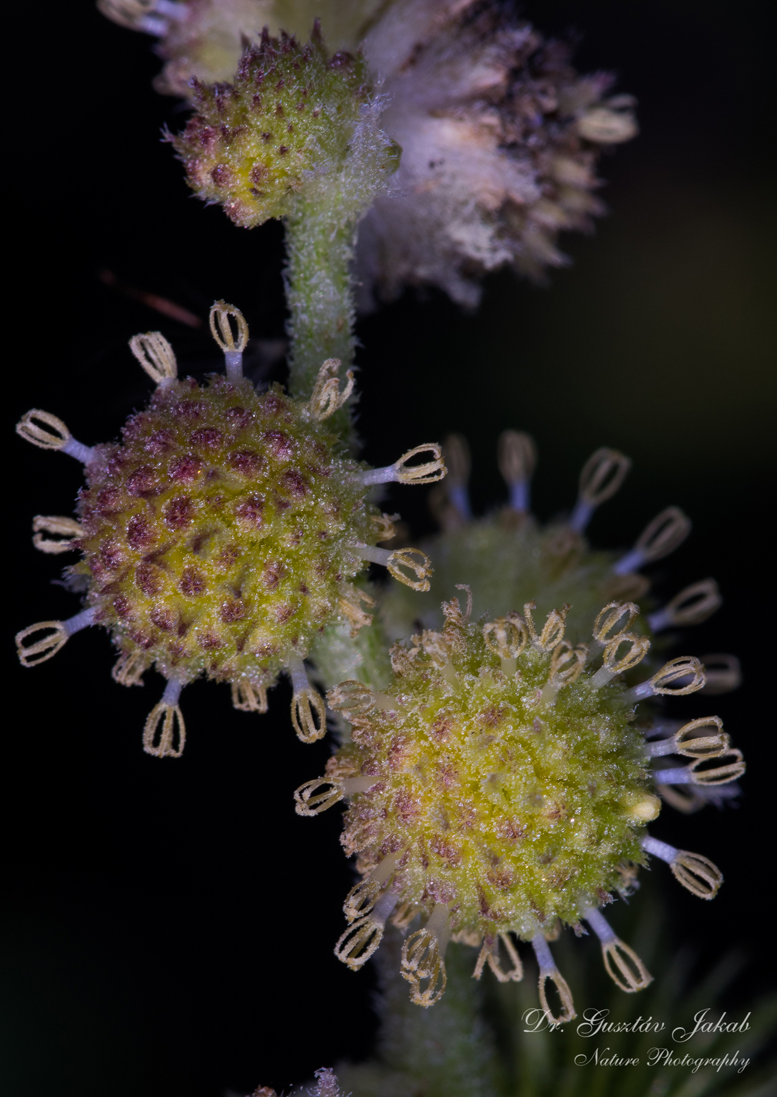 Xanthium strumarium L.