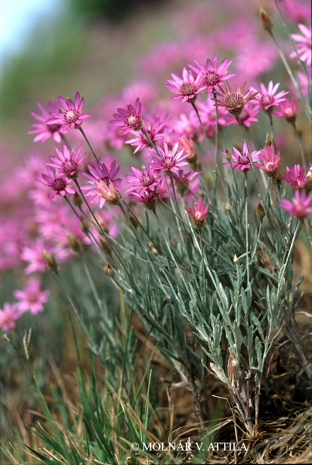 Xeranthemum annuum L.