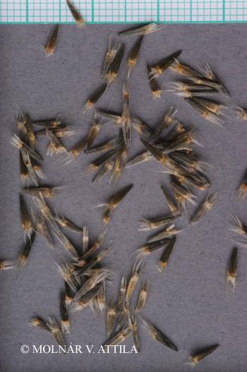 Xeranthemum annuum L. 2.Image