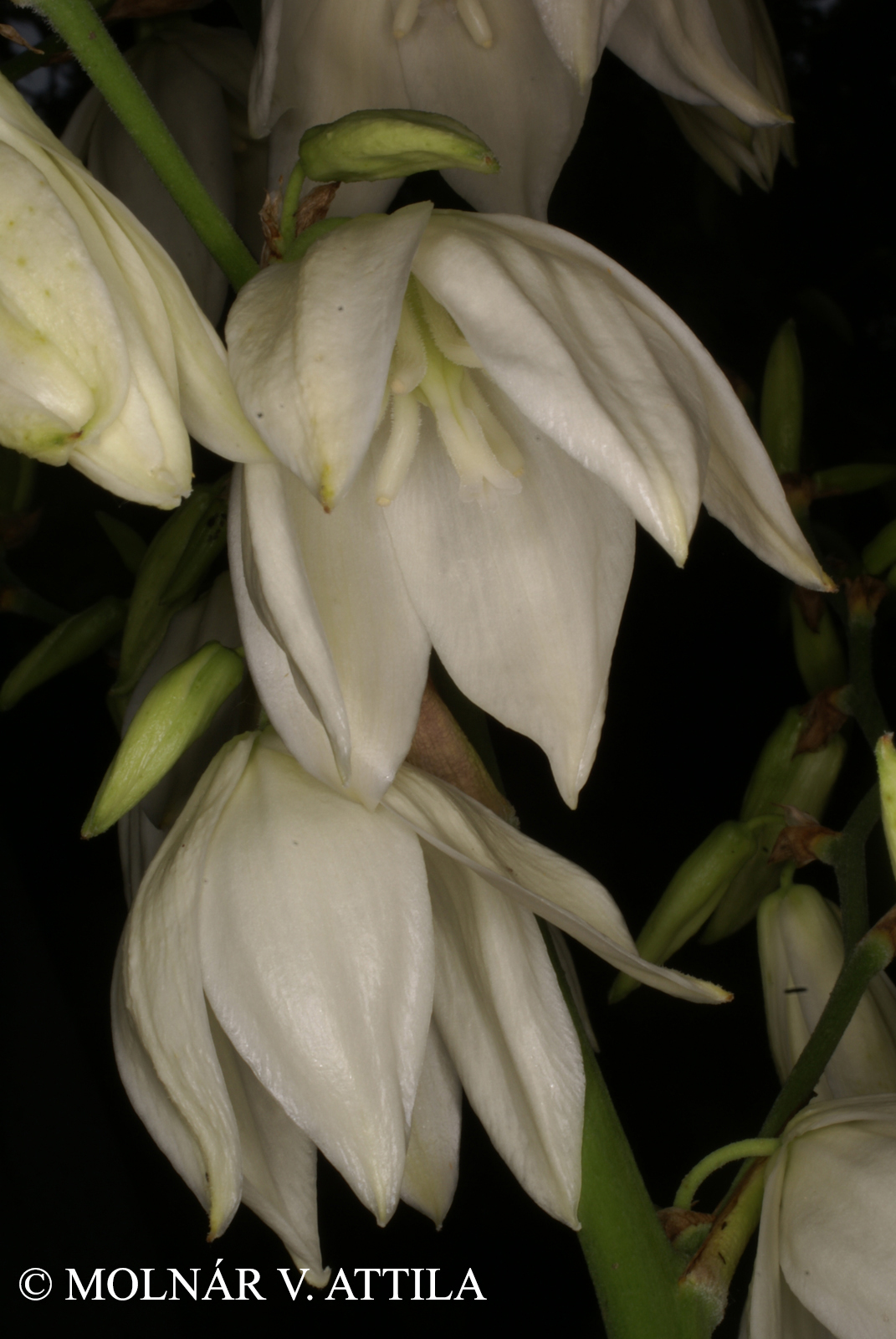 Yucca filamentosa L.
