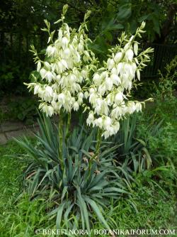 Yucca filamentosa L. 2.Kép