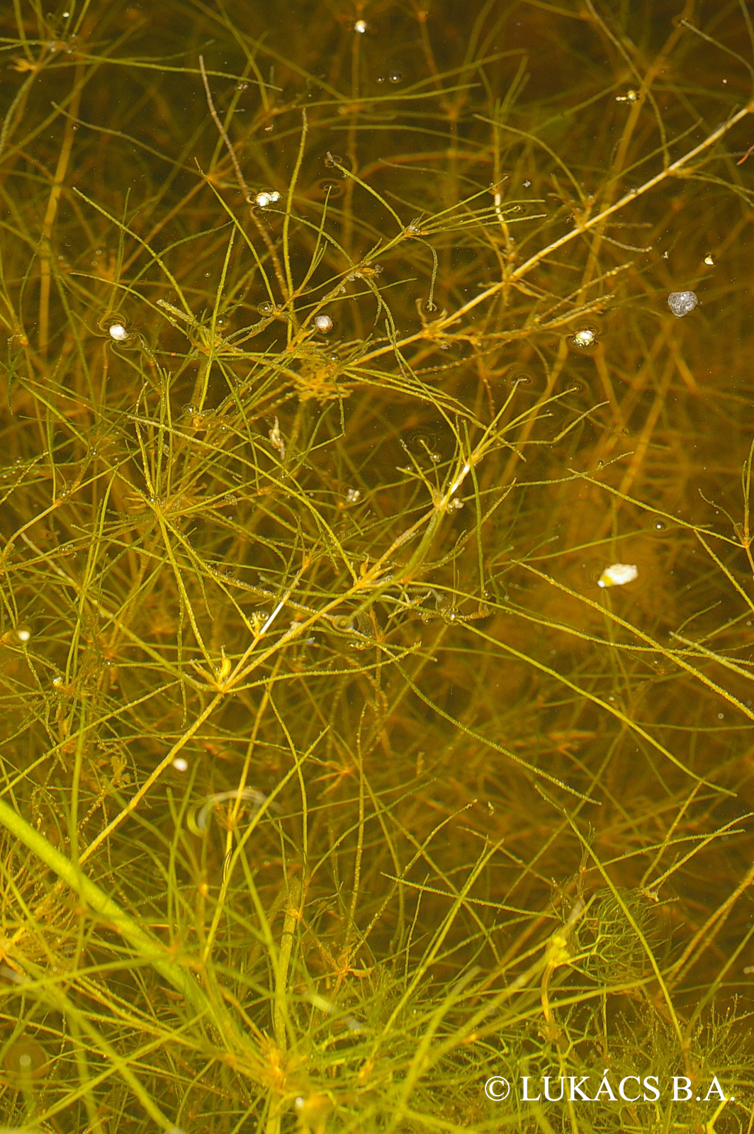 Zannichellia palustris L.