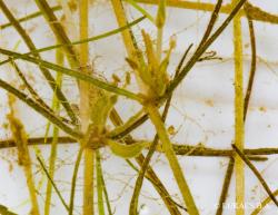 Zannichellia palustris L. 2.Image