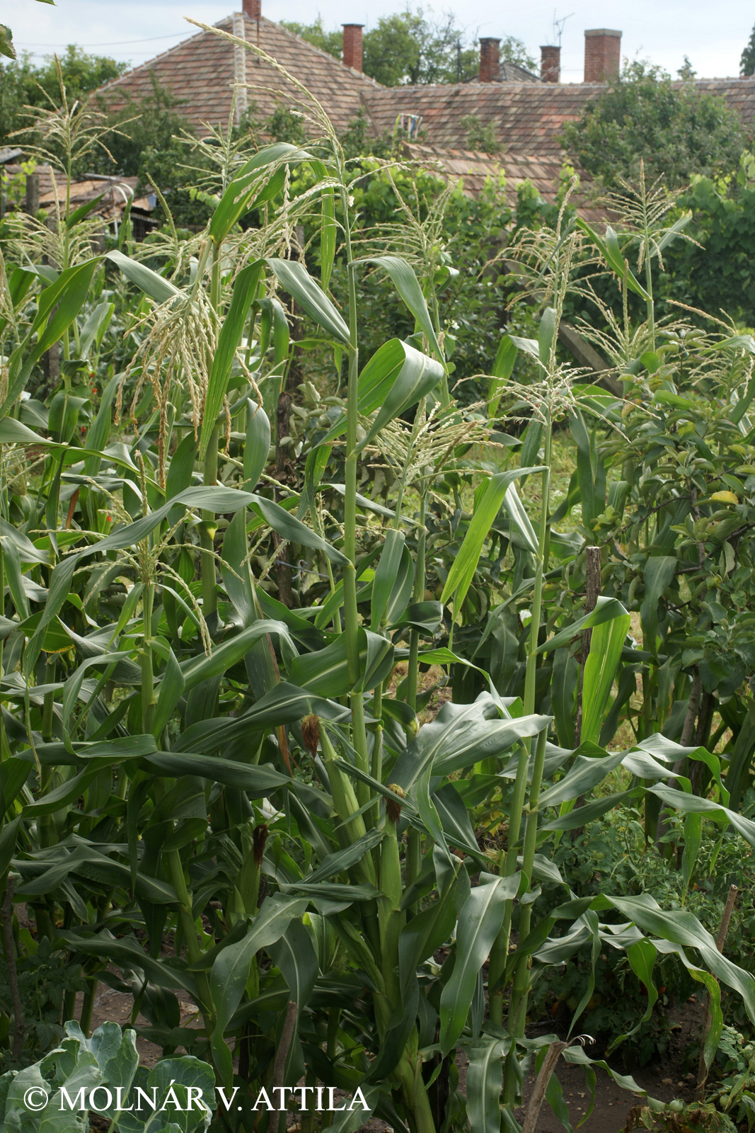 Zea mays L.