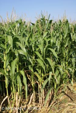 Zea mays L. 2.Kép