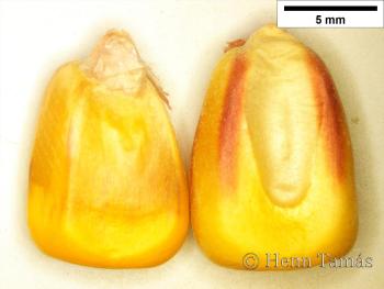 Zea mays L. 3.Kép