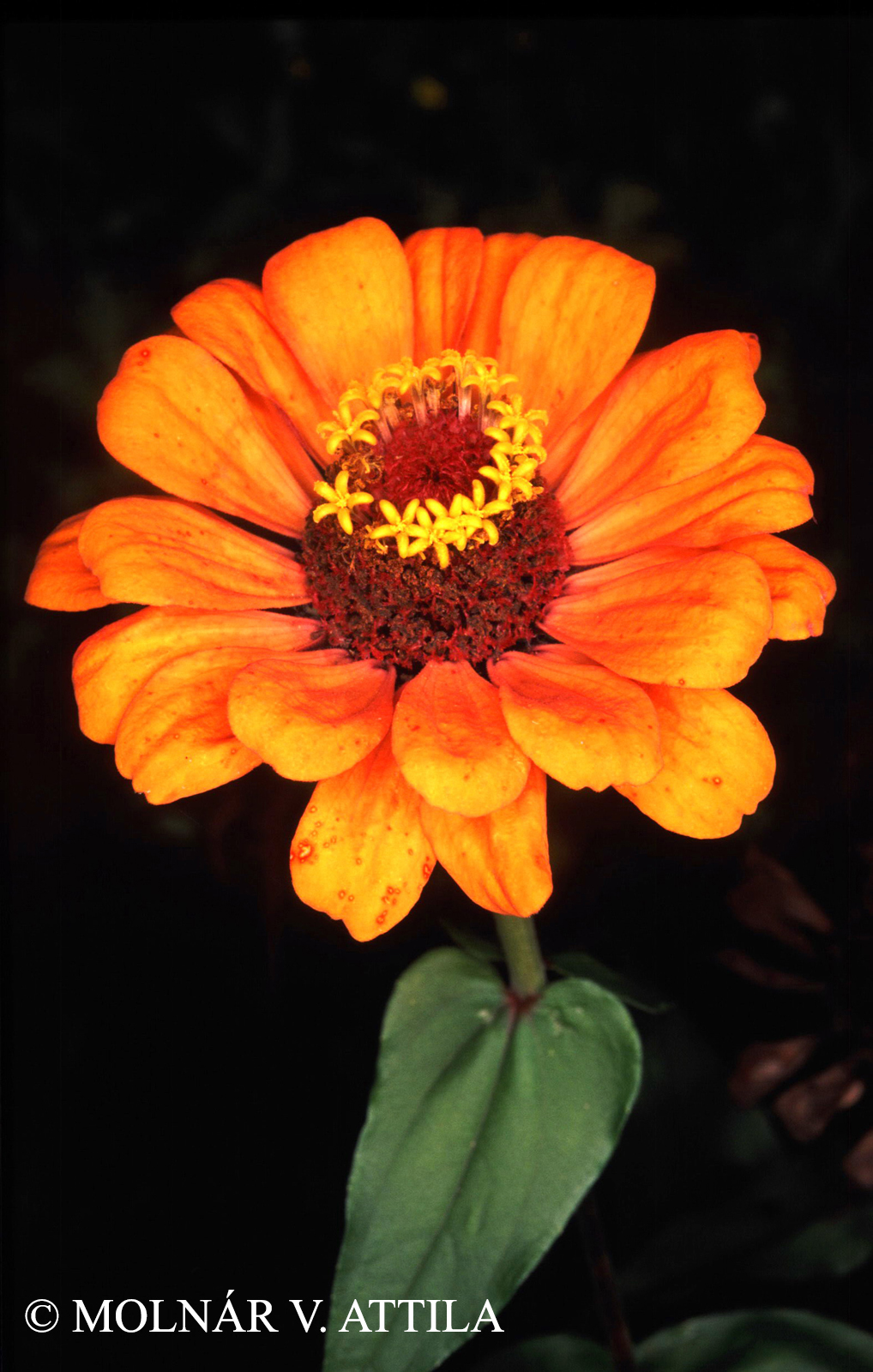 Zinnia elegans L.
