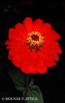 Zinnia elegans L. 2.Image