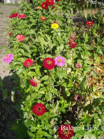 Zinnia elegans L. 4.Image
