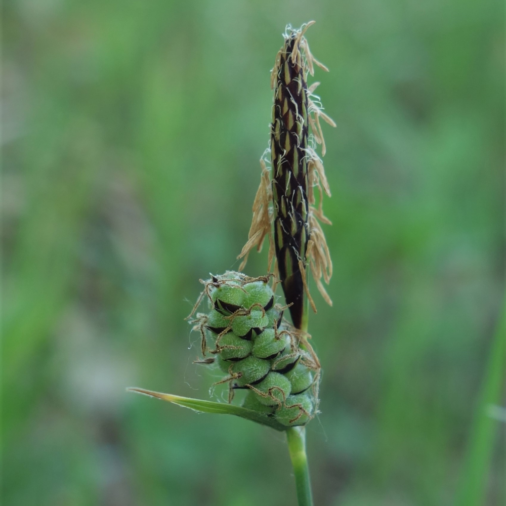Carex tometosa