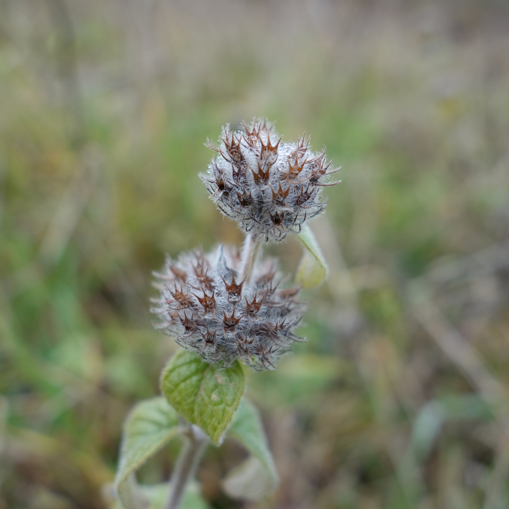 Clinopodium vulgare